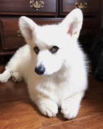 Adorable Black And White Corgi Puppy White Corgi Corgi Corgi Mix Breeds Corgi Funny