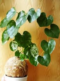 Image result for Pyrenacantha