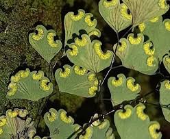 Image result for Adiantum poiretii