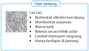 Pengertian Otot Jantung Ciri Fungsi Struktur Dan Cara Kerja