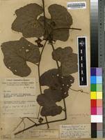 Image result for Ampelocissus africana