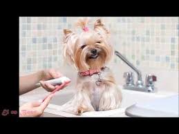 La Importancia De La Higiene Dental Canina Canina Dental Higiene Importancia Product Yorkshire Terrier Yorkshire Terrier Funny Yorkshire Terrier Puppies