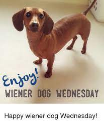 Eno Wiener Dog Wednesday Happy Wiener Dog Wednesday Meme On Me Me