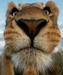 Nahaufnahme Animals Wild Animal Noses Animals
