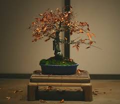 Shop.alwaysreview.com has been visited by 1m+ users in the past month Which Are The Best Bonsai Plants For Beginners