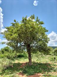 Image result for Philenoptera