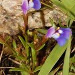 Image result for Linderniella trichotoma