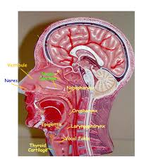 This model shows the internal structure of the mouth and throat under the trigeminal. Pin By Nastascia M On Bsc2086 Respiratory System Anatomy Body Systems Anatomy And Physiology
