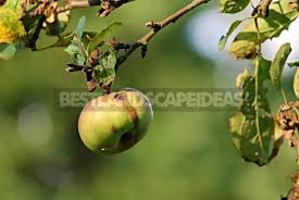 Fruit diseases can cause significant losses in quality and yield appeared at the time of harvesting. Diseases Of Fruit Trees Influence Of Weather Conditions Part 1 Best Landscape Ideas