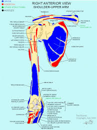 Arm muscle map, needs corrections. Muscle Bone Attachments Body Map Muscle Biceps Brachii