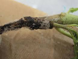 Maybe you would like to learn more about one of these? Botrytis Gray Mold Of Tomato Nc State Extension Publications
