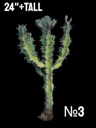 Image result for Euphorbia unicornis
