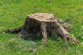 Maybe you would like to learn more about one of these? Tree Stumps Attract Insects Keil Tree Experts Inc