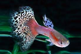 Pin On Beautiful Fish