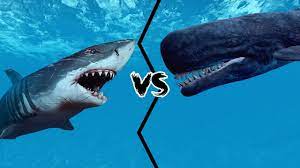 În plus față de mărimea lor, acești. Lupta Celor Mai Mari Rechini Din Lume Megalodon Vs Leviatan Youtube