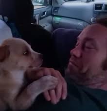 This little lady is still looking for a home she was found in a stray  litter and mama has already been rehomed! She is around 6 months old and is  located In