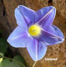 Image result for Ipomoea parasitica