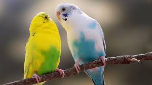 اجمل صور الطيور In 2021 Parrot Parakeet Australian Parrots