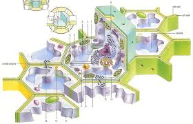 Plant and animal cells have similarities and differences. Plant Cell