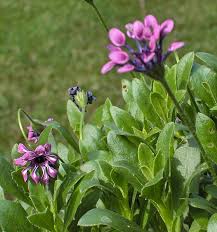 Image result for Osteospermum monocephalum
