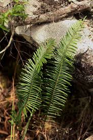 Image result for Pellaea pectiniformis