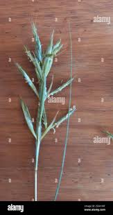Image result for Cymbopogon pospischilii