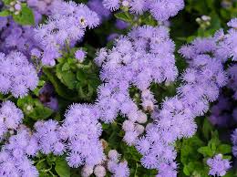 Consider growing basil, garlic, or lavender. 18 Mosquito Repellent Plants Essential Home And Garden