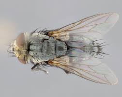 Image result for Viridivia