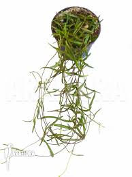 Image result for Ceropegia gracilior