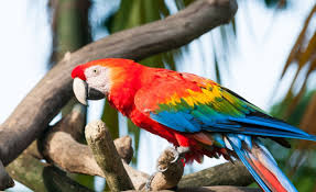 Maybe you would like to learn more about one of these? How Much Does A Macaw Cost Macaws Price In 2021