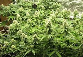 Maybe you would like to learn more about one of these? Cannabis Flowering Stage Best Week By Week Guide