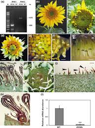 In the rgb color model #dfbdfb is comprised of 87.45% red, 74.12% green and 98.43% blue. The Ha Roxl Gene Is Required For Initiation Of Axillary And Floral Meristems In Sunflower Basile 2019 Genesis Wiley Online Library
