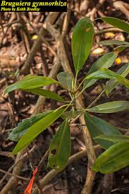 Image result for Bruguiera