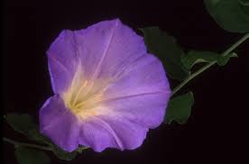 Image result for Bonamia