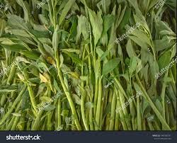 Image result for Sphenoclea zeylanica
