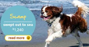 Unusual Summer Pet Insurance Claims Dog Insurance Pets Dogs