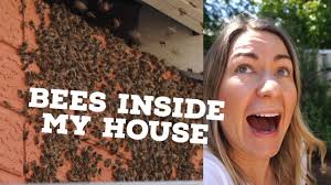 Your never want to hire a pest control company, only bee removal. Bees Inside My Walls The Nicest Bee Removal Guy Youtube