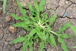 Image result for Urochloa panicoides