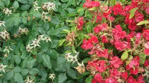 More images for how to plant knock out roses » Dread Garden Disease Knocking Out Knock Out Roses