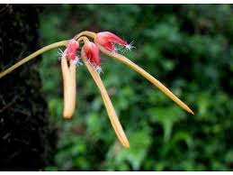 Bulbophyllum fletcherianum, the tongue orchid, fletcher's bulbophyllum or spies' bulbophyllum, is a rare orchid native to southern new guinea. Orchid Bulbophyllum Bulbophyllum Bulbophyllum Care