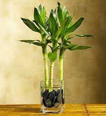 Holiday Gift Giving Etiquette For The Office New Relationships Plants Bamboo Plants Water Plants