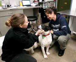 Finding pets for you… recommended pets. Animal Shelters Face Tough Times In Coronavirus Outbreak Your Help May Be Their Cure Nj Com