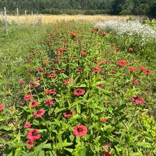 Image result for Zinnia peruviana
