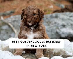 F1b goldendoodle puppies for sale ontario. Best 5 Goldendoodle Breeders In New York 2021 We Love Doodles