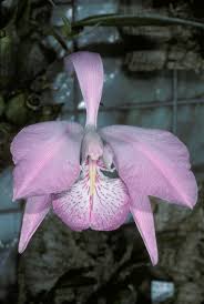 Image result for Kotschya speciosa