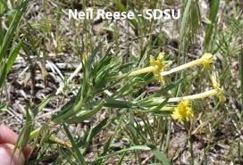 Image result for Justicia lithospermoides