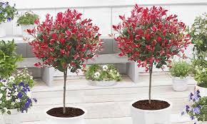 Maybe you would like to learn more about one of these? Baldur Garten Photinia Stammchen Groupon Goods