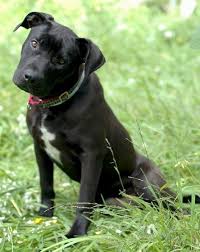 Black And White Pit Lab Mix Puppy Ben Rocket Dog Rescue Lab Mix Puppies Pitbull Mix Puppies Pitbull Lab Mix