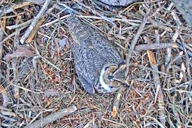 Whoo Do They Think They Are Great Horned Owls Take Up Residence In Maryland Eagle Nest Wtop During direct flight, the western screech owl flies fairly rapidly with a steady wing beat of about 5 strokes/second. wtop com