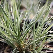 Image result for Ophiopogon